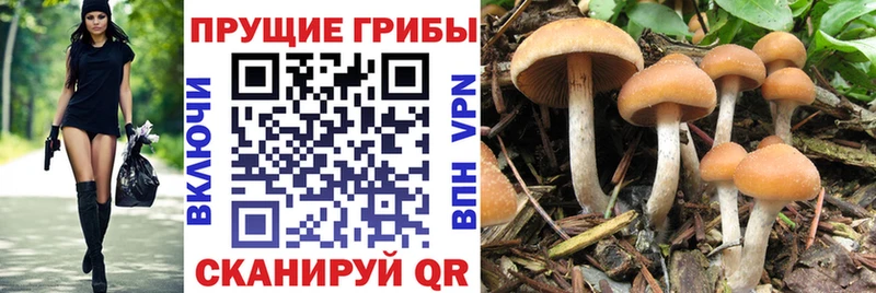 мега tor  Себеж  Псилоцибиновые грибы прущие грибы 